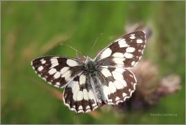 <p>OKÁČ BOJÍNKOVÝ (Melanargia galathea) ----- /
Marbled white - Schachbrett (Schmetterling)/</p>